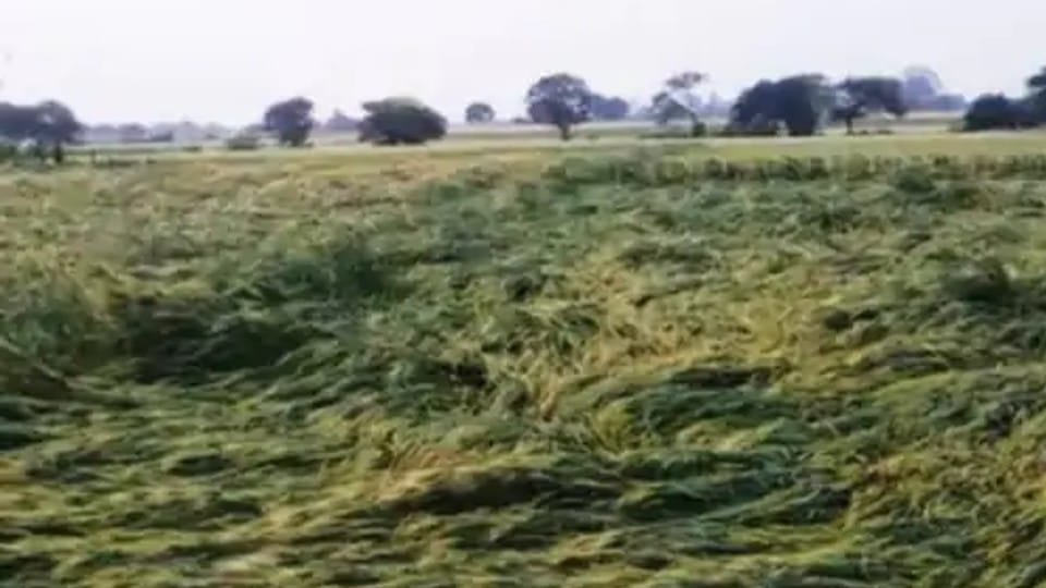 Ujjain: Damage to crops due to unseasonal rains, hail the size of lemon-maize fell, crop stalled due to wind and storm
