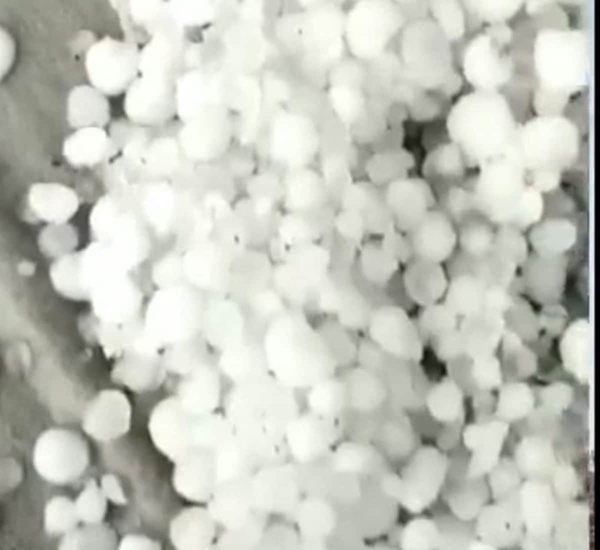 Ujjain: Damage to crops due to unseasonal rains, hail the size of lemon-maize fell, crop stalled due to wind and storm