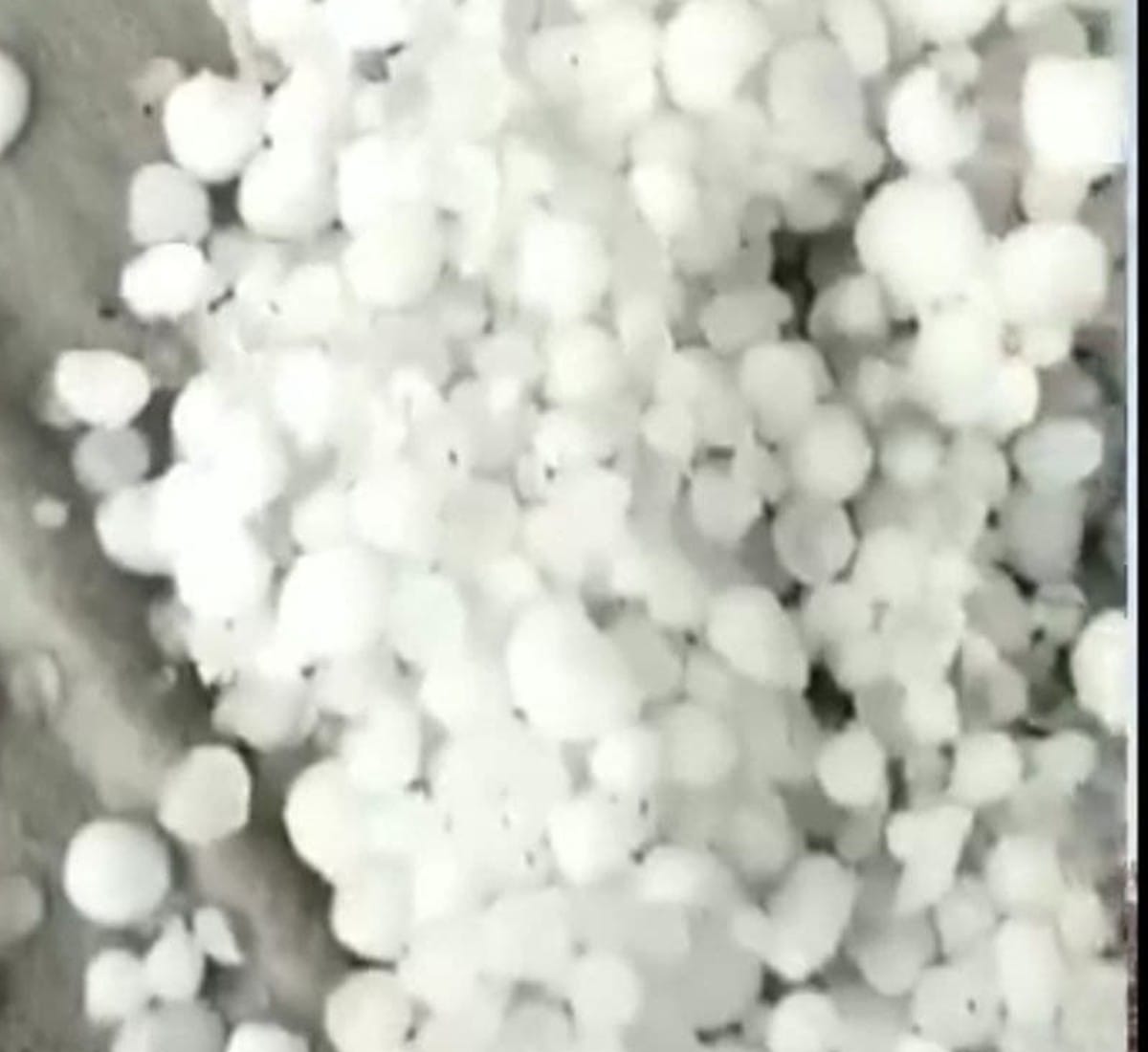 Ujjain: Damage to crops due to unseasonal rains, hail the size of lemon-maize fell, crop stalled due to wind and storm