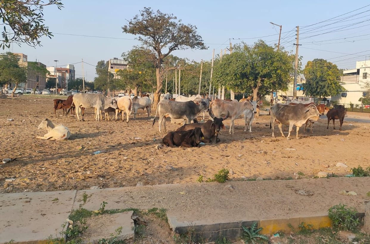 Cow thrashed 6 year old couple twice, trampled Grandfather, who came to save him, serious