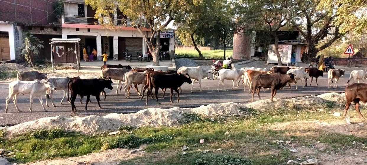 Animals camping on the roads, getting jammed