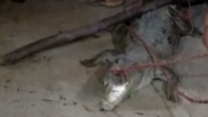 Shivpuri: Crocodiles entered the village in the middle of the night, villagers gave unique punishment, tied them with ropes, took out procession