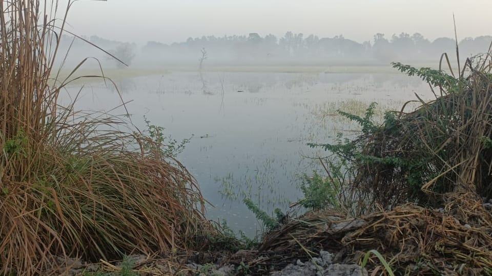 Canal broke down in Achina village of Charkhi Dadri