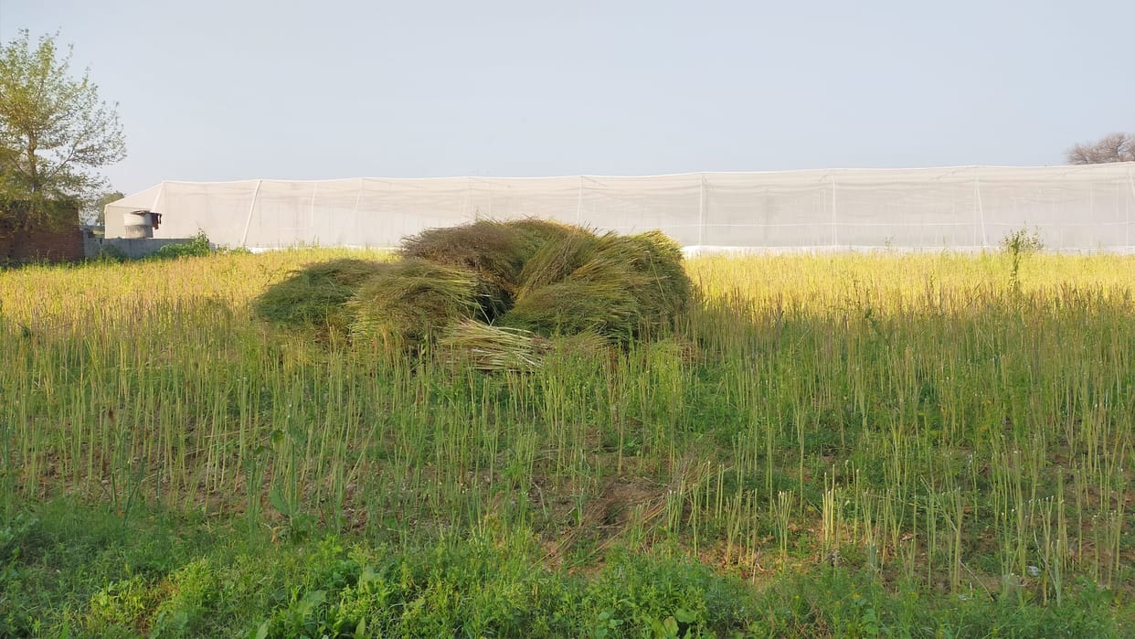 About 15 thousand laborers reached the district for harvesting mustard