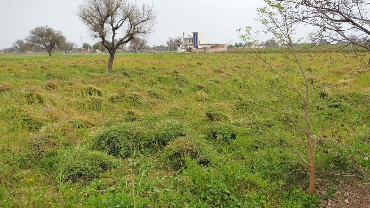 Government procurement of mustard will start from March 28 in six mandis of the district