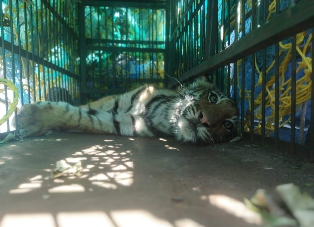 Tiger Caged In Maulekhal
