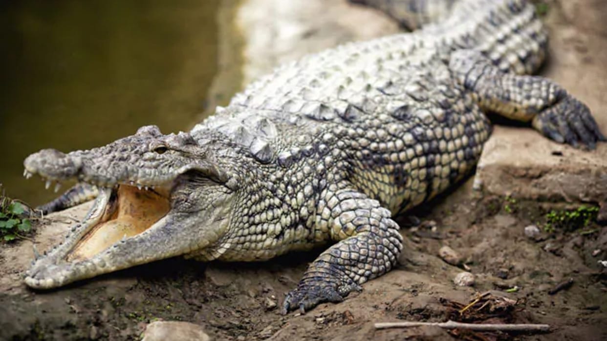 Crocodile attacked the boy who went to bathe in the river, survives