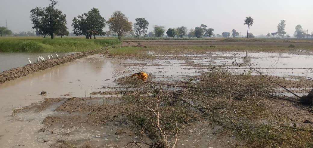 Khandi in Rajbaha, 100 bighas of crop drowned