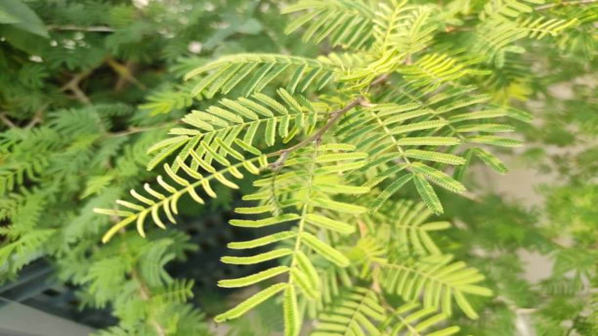 Sawan 2022 5 Lucky Plants For Home In Shravan Month Which Bring Money And Happiness In Hindi