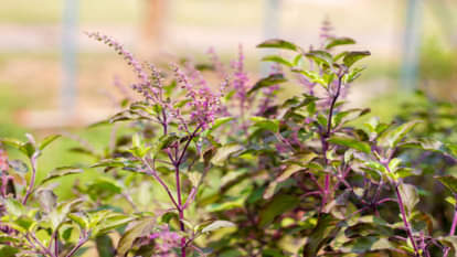 if tulsi plant is drying what indications does it give know reason