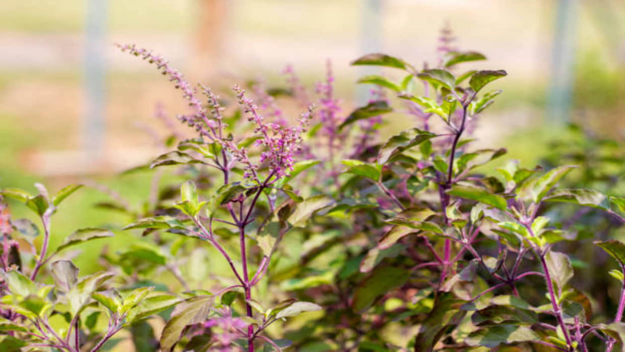 Vastu Tips tulsi plant benefits in hindi astrology