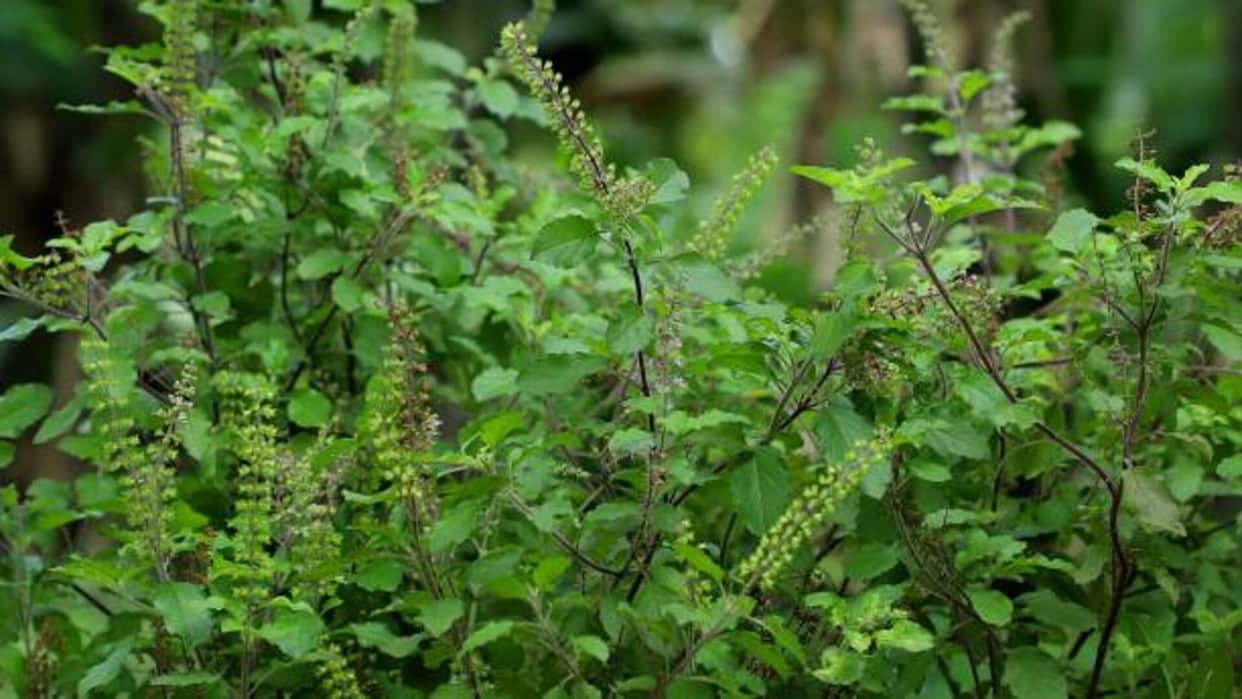 Hair Care Tips how to use Tulsi Leaves in hair care