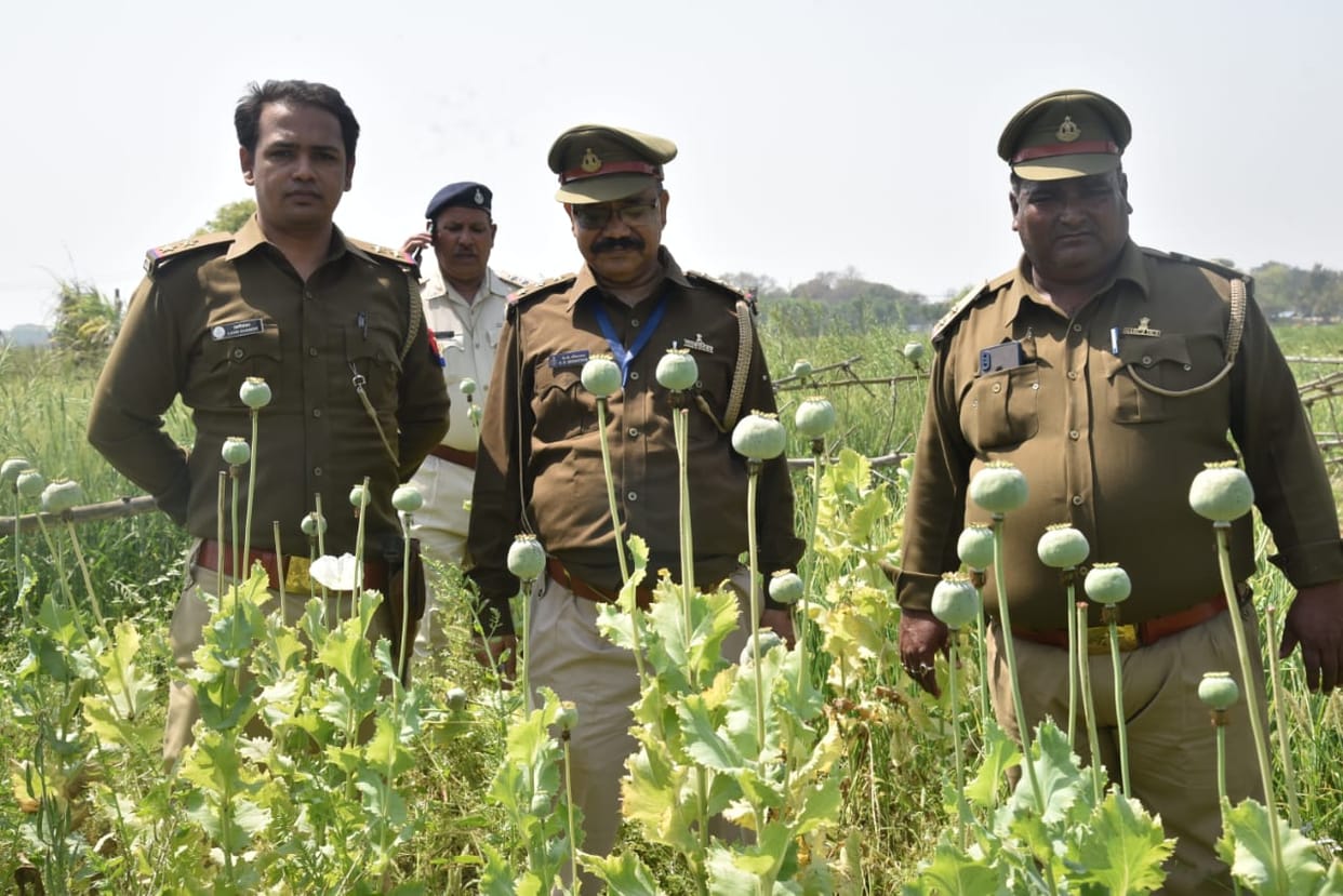 Illegal cultivation of opium caught in bhadohi by Central Bureau of Narcotics team which is in garlic plants