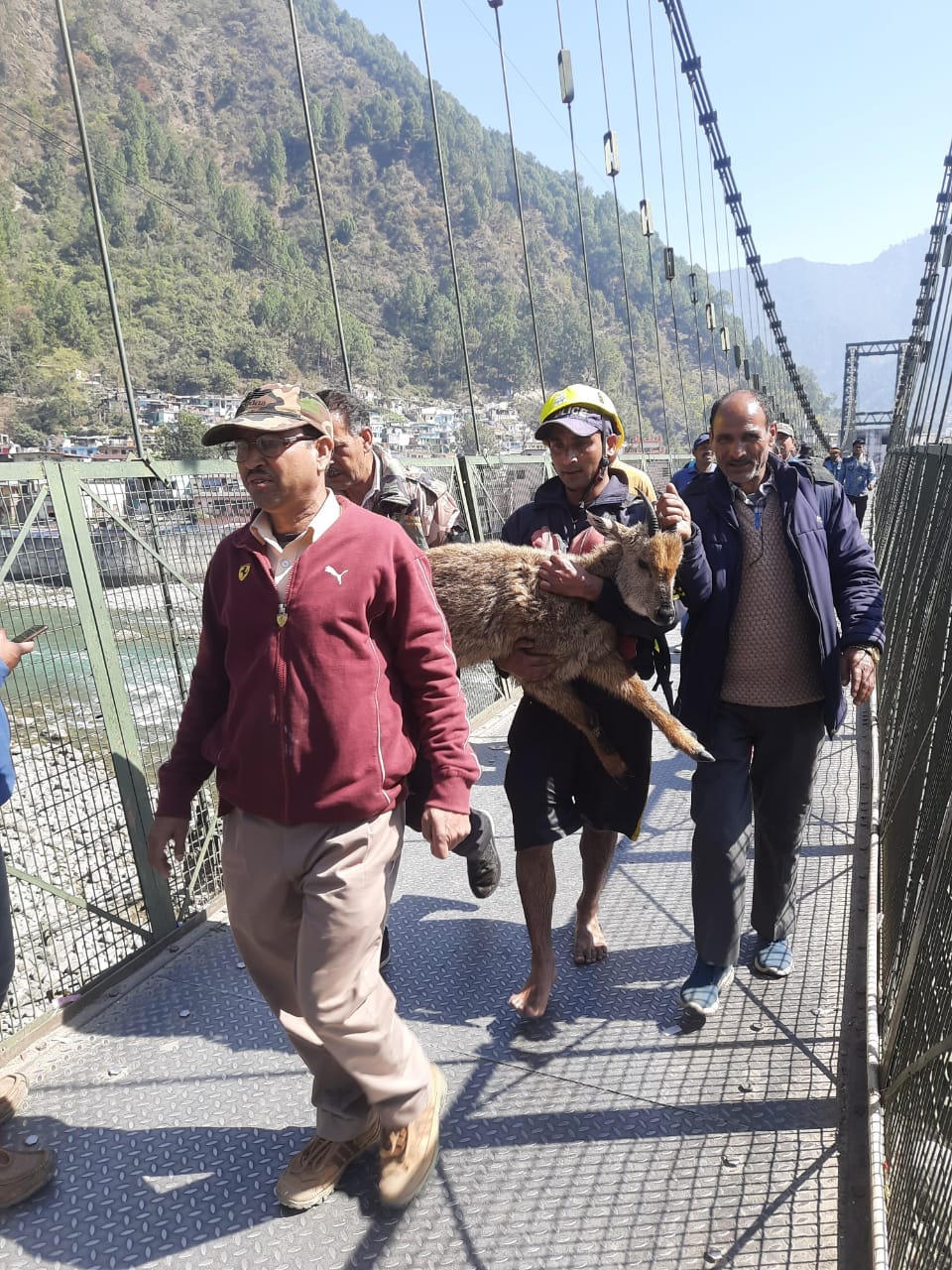 Uttarakhand:  Deer Child went to drink water trapped on island of Bhagirathi, SDRF rescuedऽ See photos