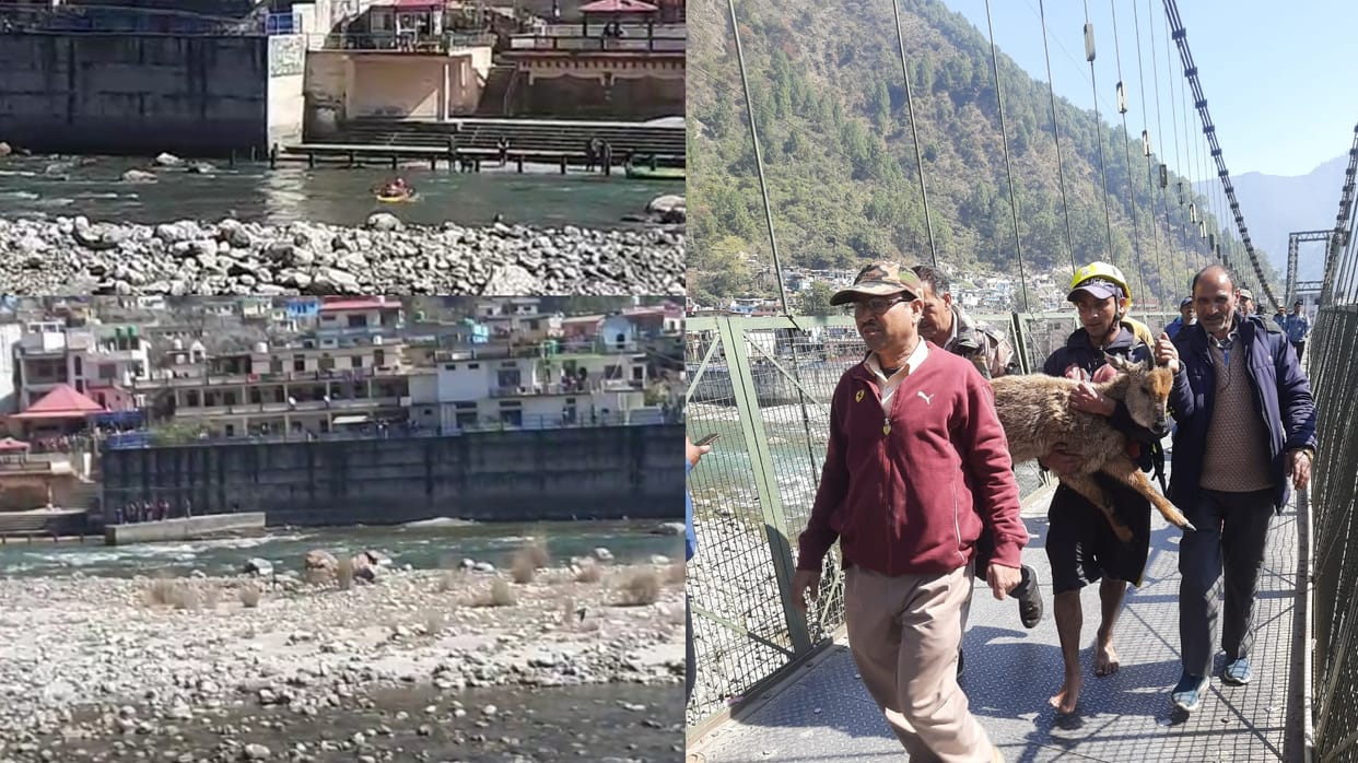 Uttarakhand:  Deer Child went to drink water trapped on island of Bhagirathi, SDRF rescuedऽ See photos