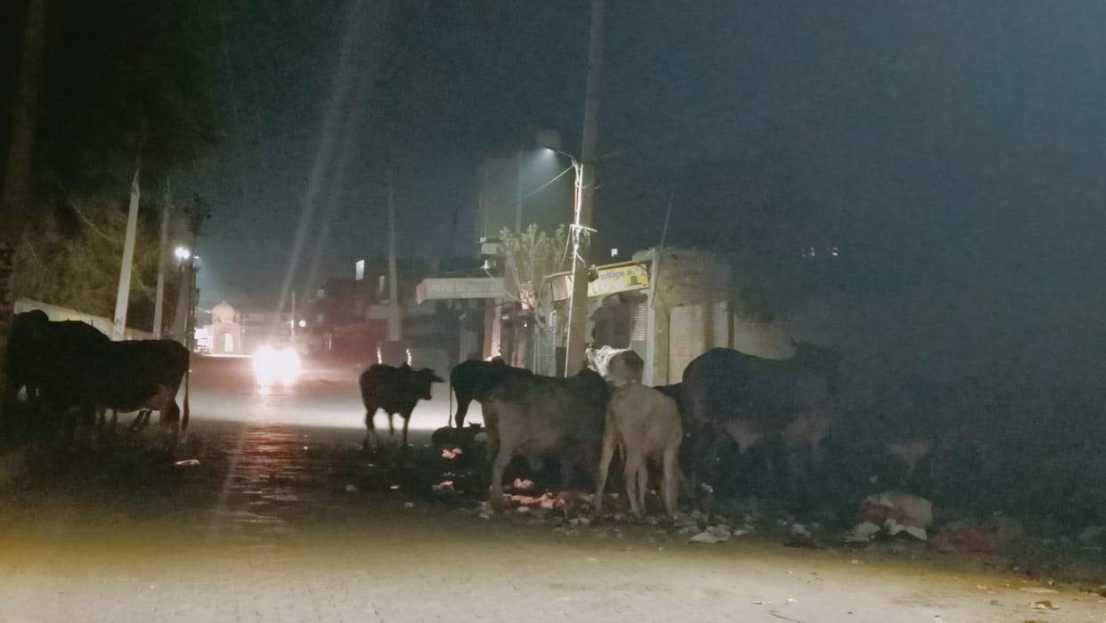 Destitute animal: pet till it gives milk, waste later
