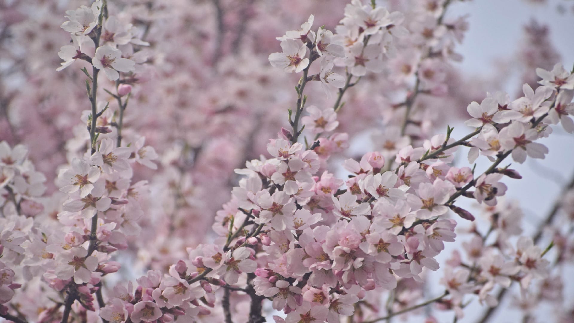 Administration in preparation to open Badamwari Bagh, Tulip Garden for tourists