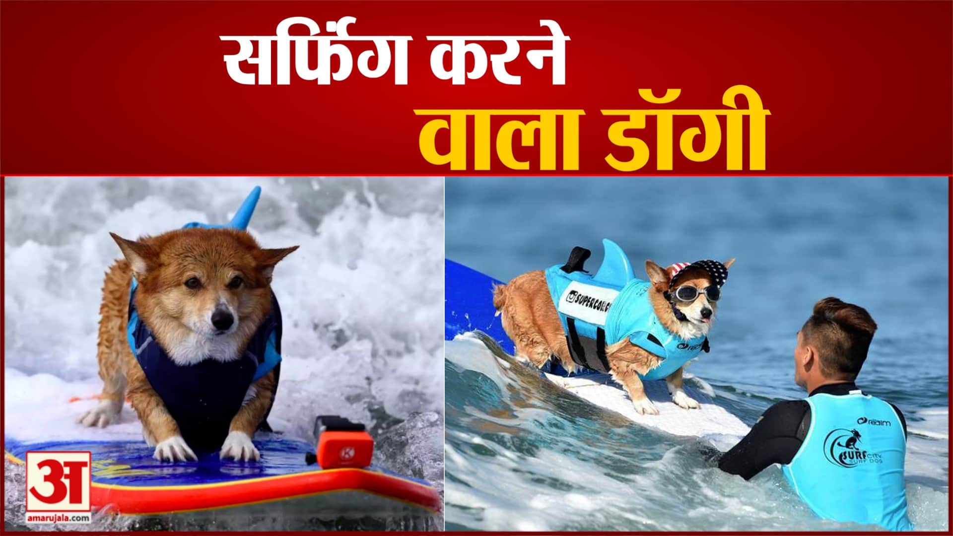 सर्फिंग करने वाला डॉगी