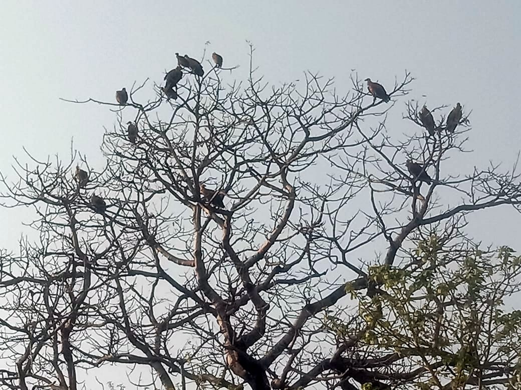 Amangarh became a safe haven for vultures