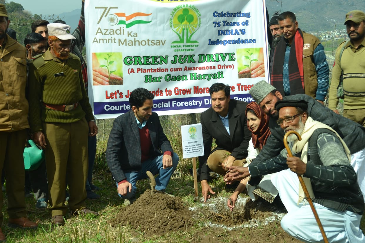 tree plantation