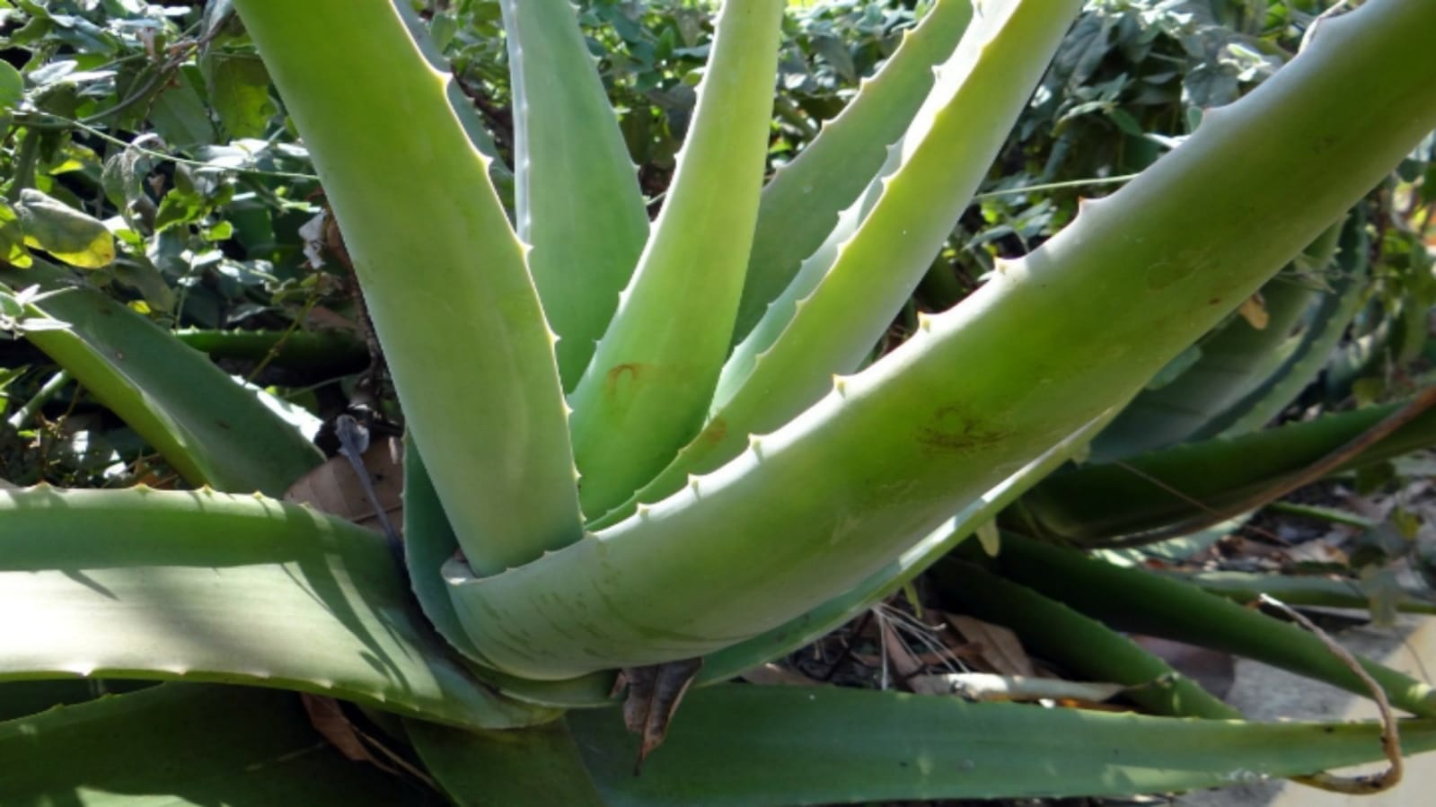 Business Ideas: How To Start Aloe Vera Farming Know Complete Details Here In Hindi