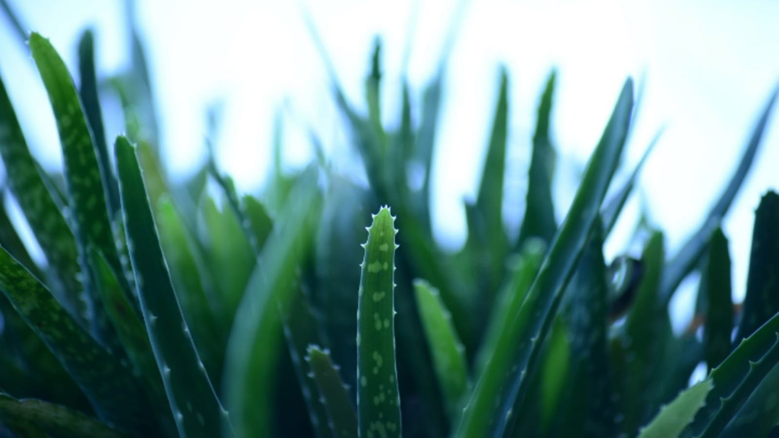 Aloe vera Business plan you can earn lakhs of rupees after starting this business