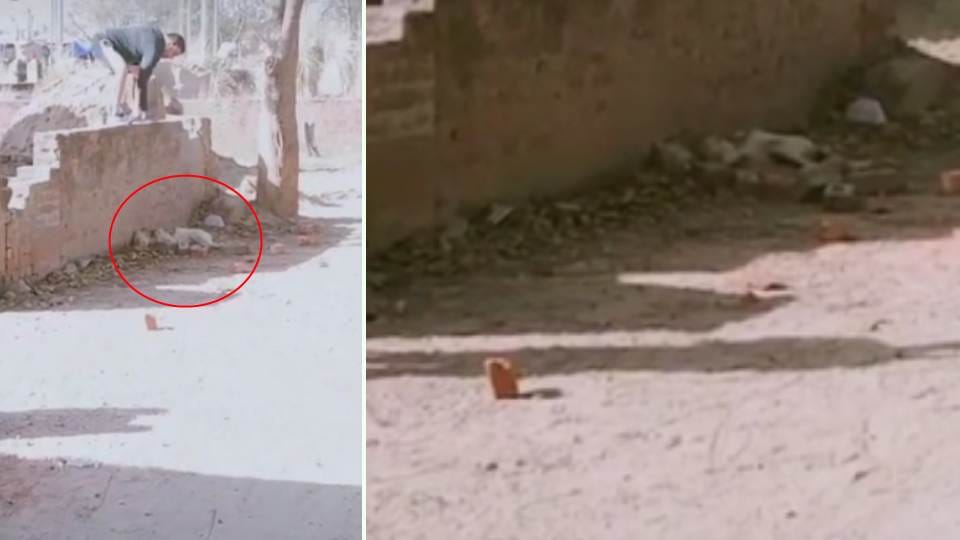 Stray dog brutally killed video viral on Social media