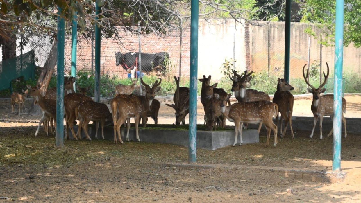 know how to Common people adopt wildlife in Bhiwani Zoo of Haryana