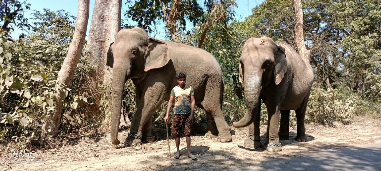 Jaimala and Champakali took the lead to drive out the tiger