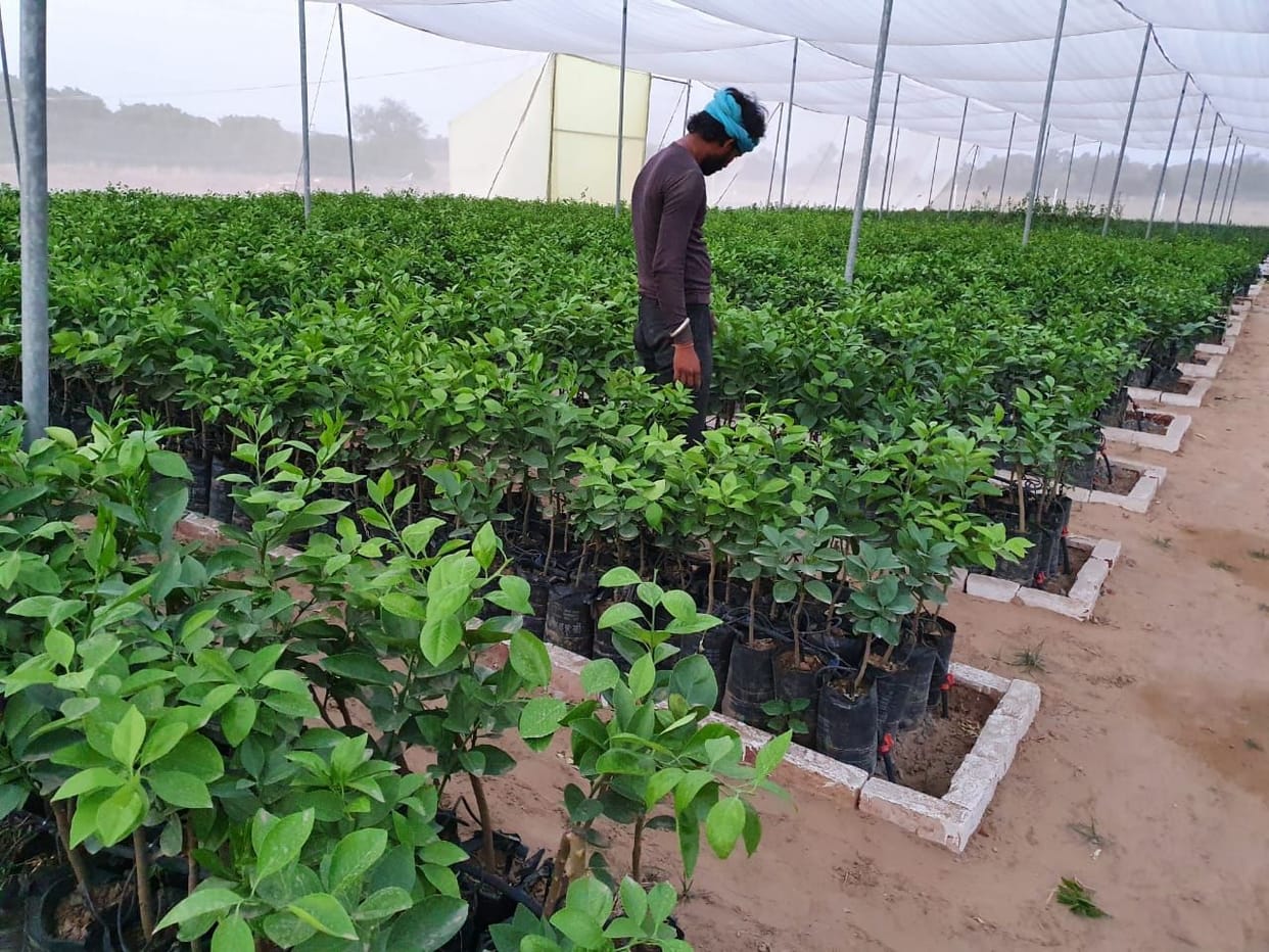 Progressive farmer Virendra Sahu is earning by preparing saplings in nursery, got state level award from Haryana government
