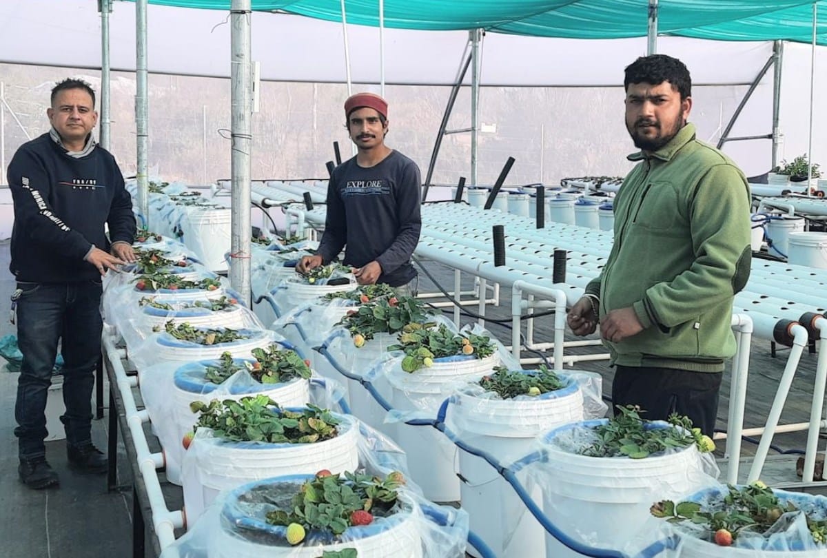 hydroponic farming in  joginder nagar mandi himachal pradesh