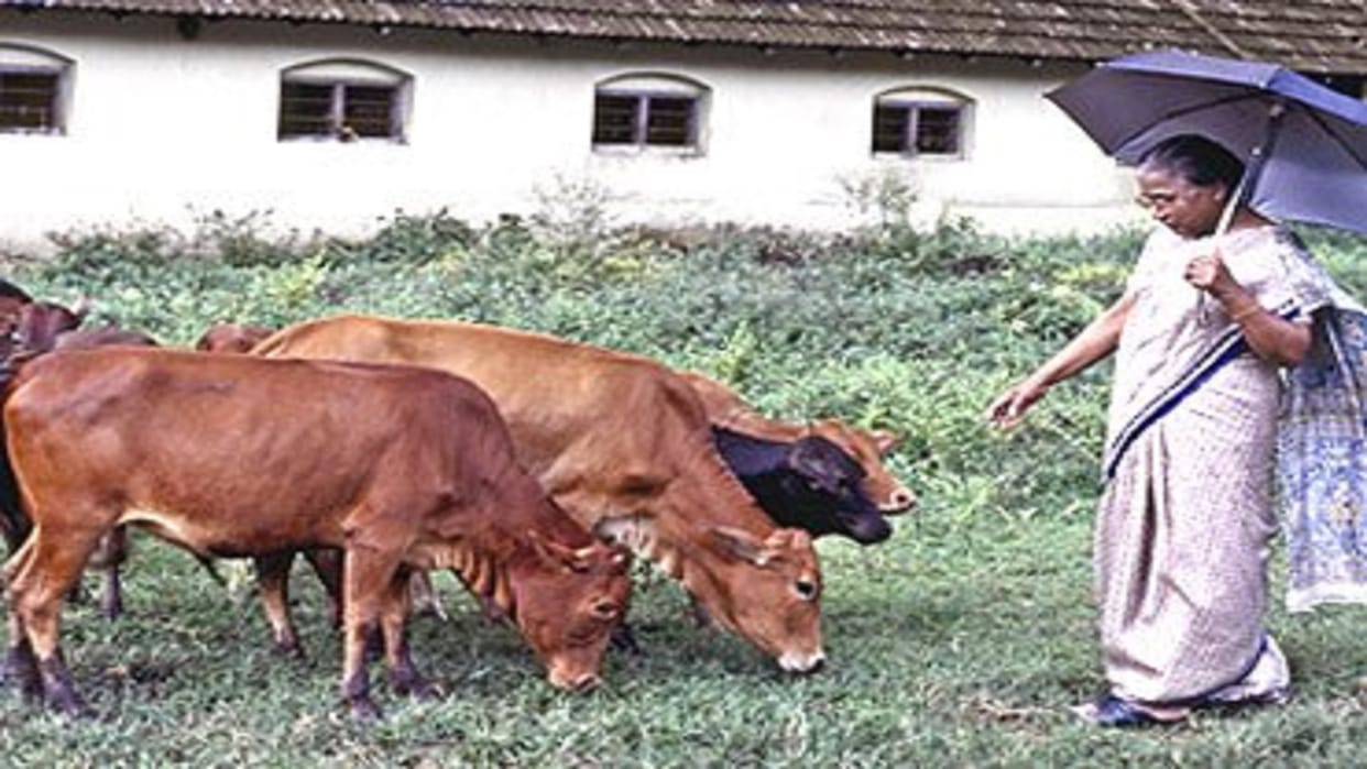 sosamma iype found padma shri for saving vechur breed cows