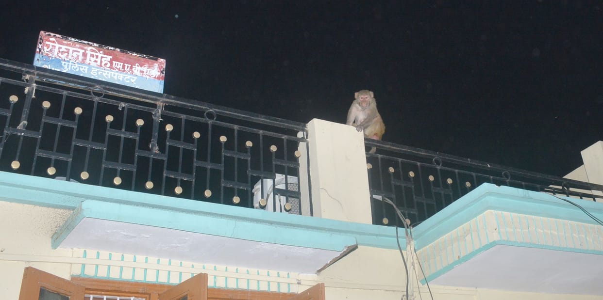 Terror of monkeys in Durgabari for an hour