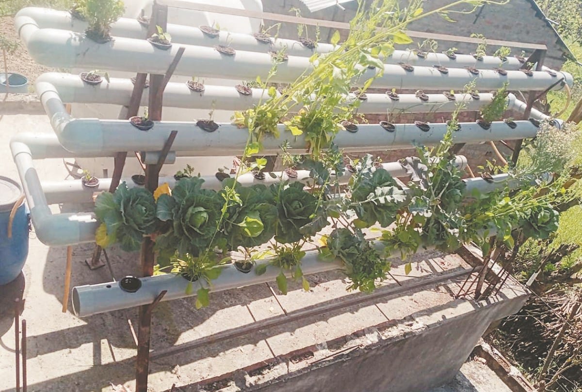 Hydroponic Farming In ghumarwin bilaspur Himachal Pradesh