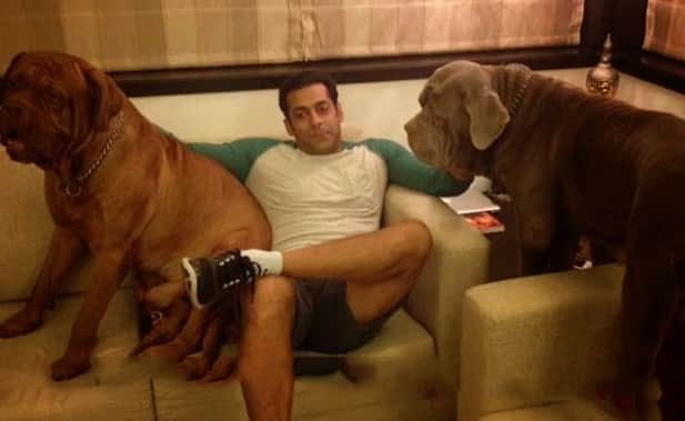 Salman Khan loves his dogs very much, when sandy fell ill he reached home after stopped shooting