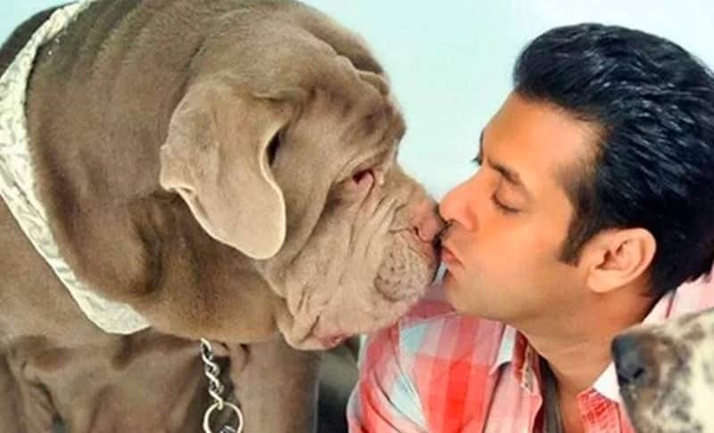 Salman Khan loves his dogs very much, when sandy fell ill he reached home after stopped shooting