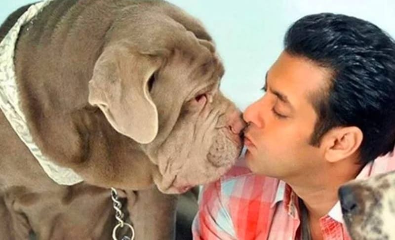 Salman Khan loves his dogs very much, when sandy fell ill he reached home after stopped shooting