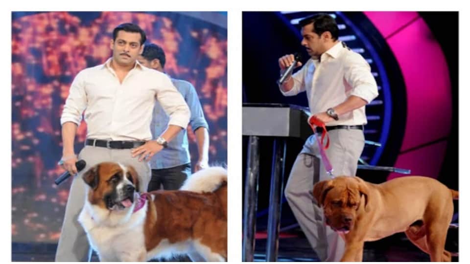 Salman Khan loves his dogs very much, when sandy fell ill he reached home after stopped shooting