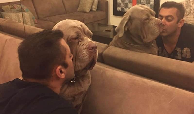 Salman Khan loves his dogs very much, when sandy fell ill he reached home after stopped shooting