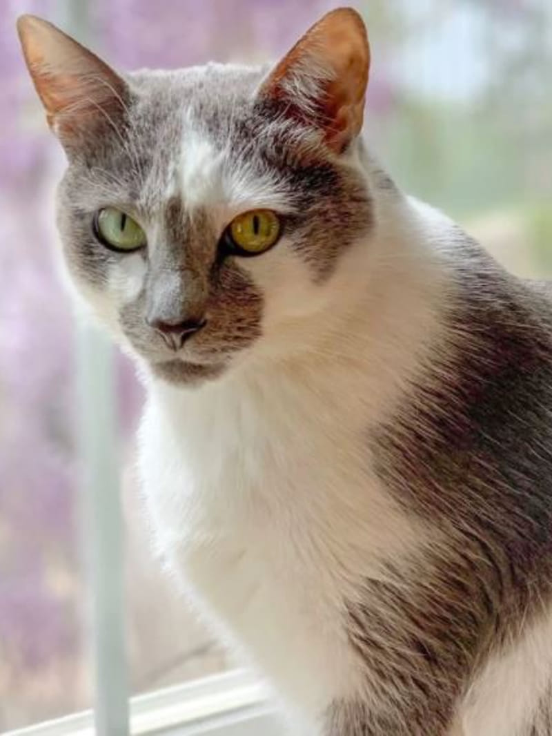 Tempo overturned to save cat five women injured