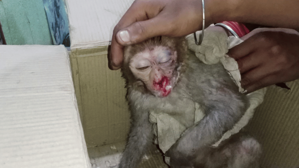 Madhya Pradesh: Monkey electrocuted, Gauseva Parivar team saved its life