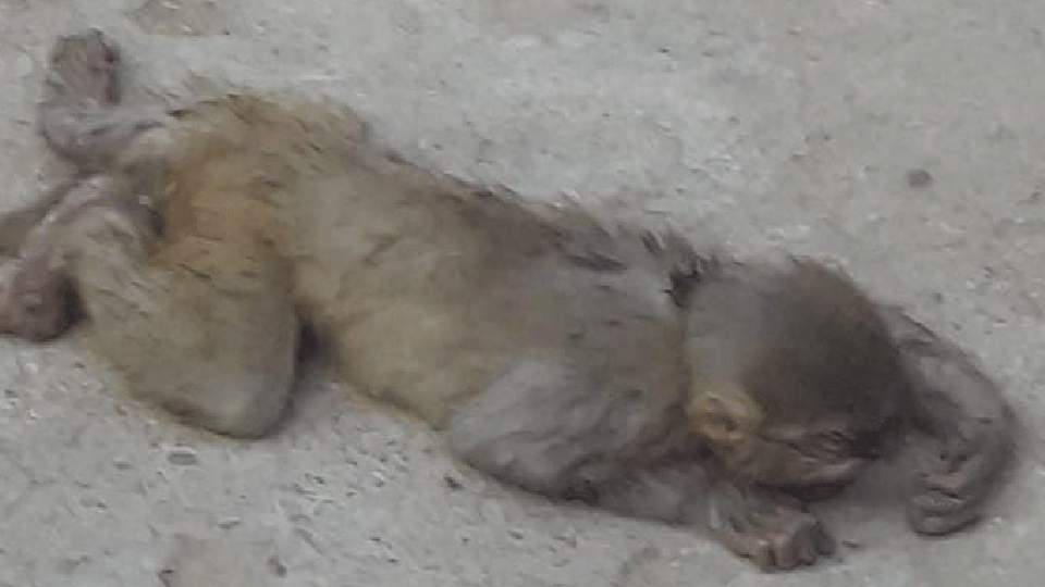 Madhya Pradesh: Monkey electrocuted, Gauseva Parivar team saved its life