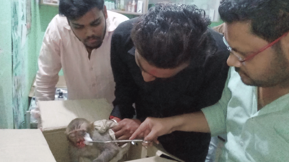 Madhya Pradesh: Monkey electrocuted, Gauseva Parivar team saved its life