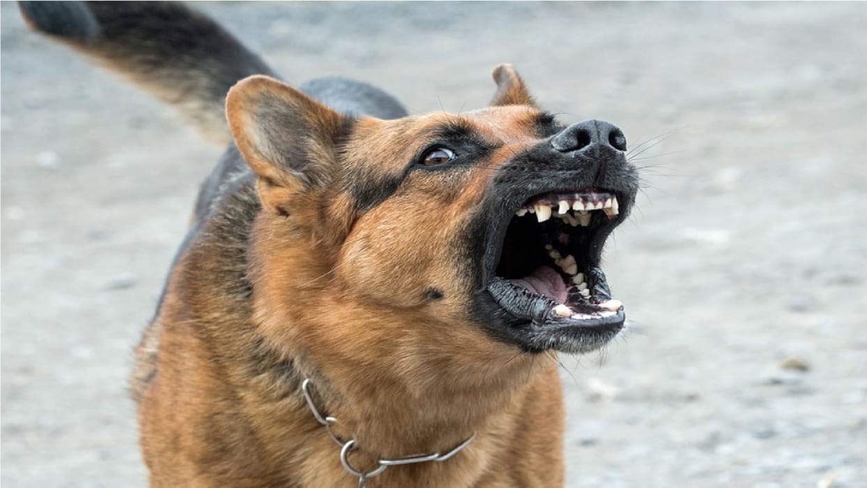 A pack of dogs injured a child riding a bicycle in Hapur