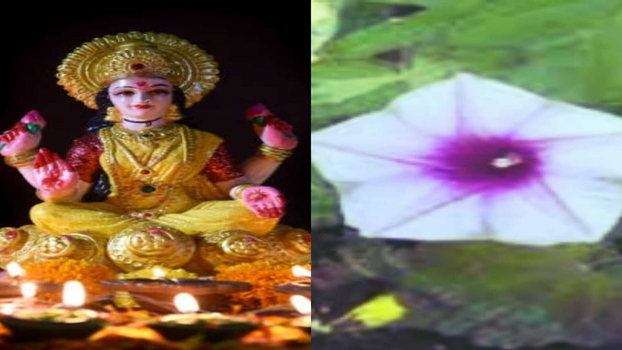 goddess lakshmi favourite flowers lakshmana plant attract money wealth and prosperity