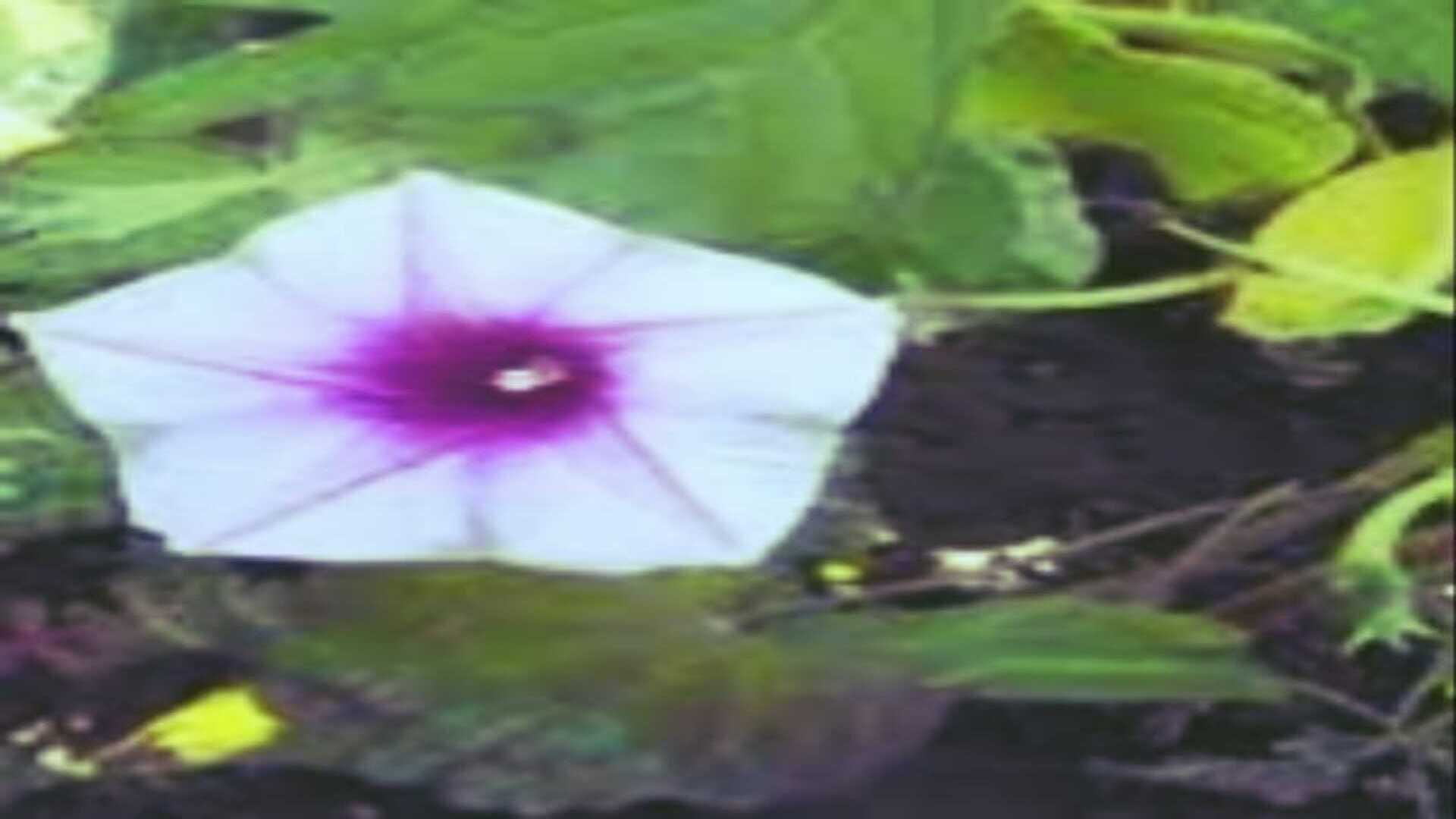 goddess lakshmi favourite flowers lakshmana plant attract money wealth and prosperity