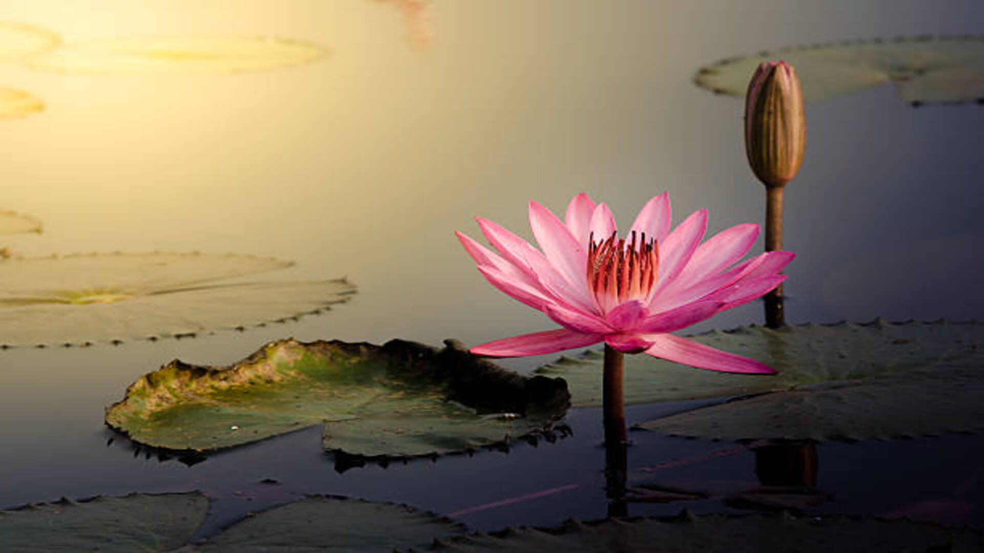 Swapna Shastra seeing lotus flower in dream is considered very auspicious