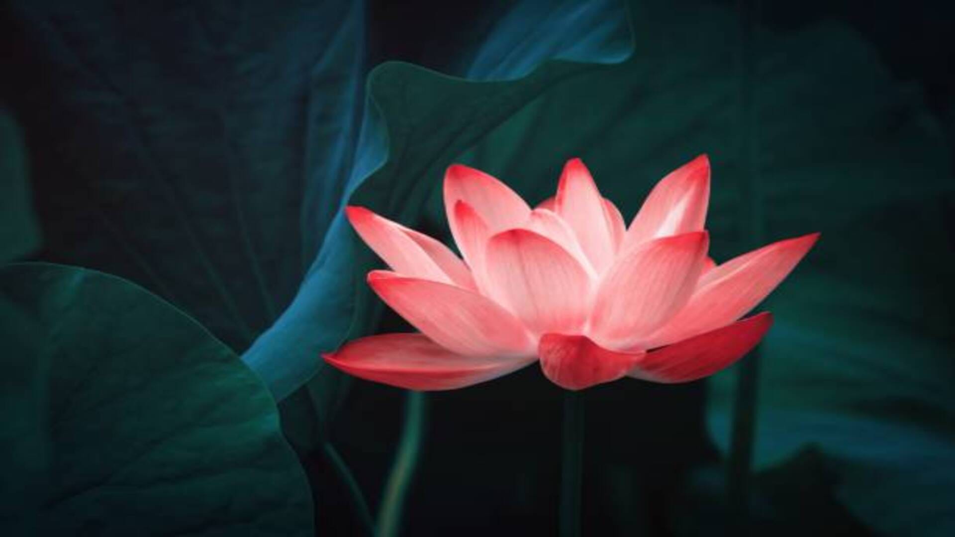 Swapna Shastra seeing lotus flower in dream is considered very auspicious