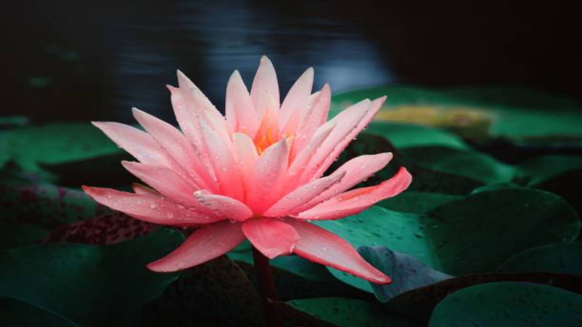 Swapna Shastra seeing lotus flower in dream is considered very auspicious