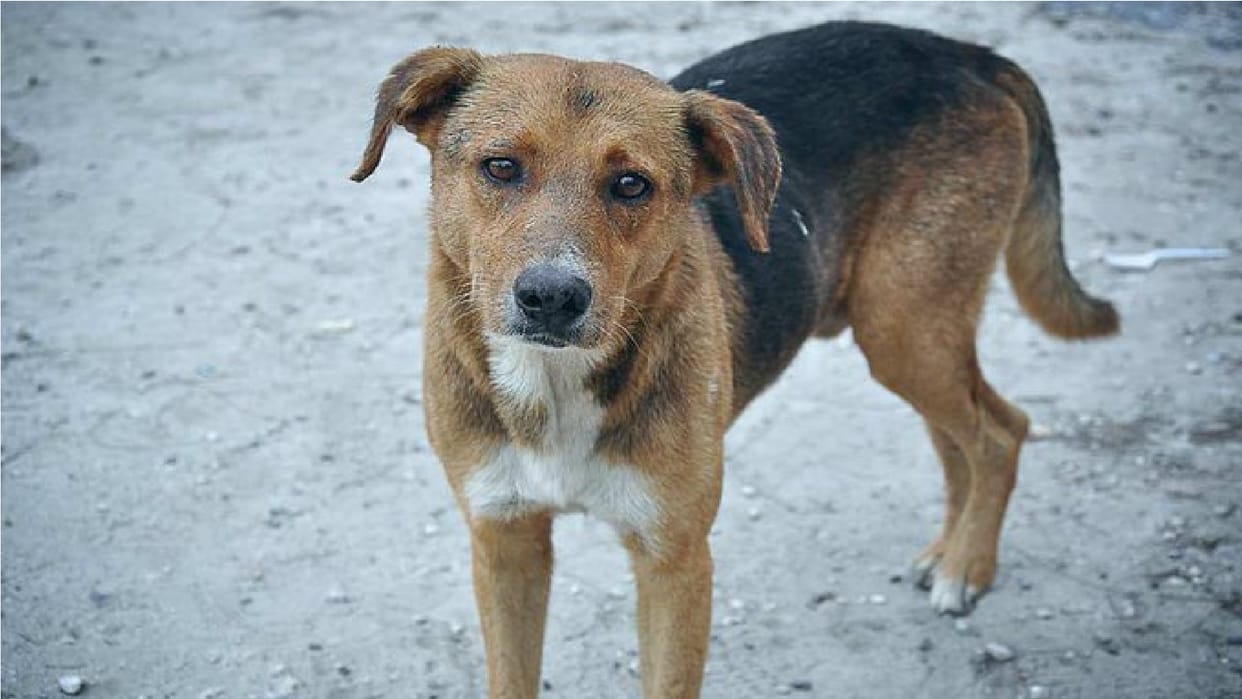 neighbor boils head of youth on protest against beating dog in delhi